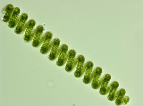 estructura espiral espirulina